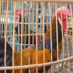 Peluang Bisnis; Mengais Laba dari Kokok Ayam Bekisar