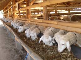 Dosen Jualan, Menguak Keberhasilan Bisnis Ternak Ratusan Kambing 78 Farm Jogja 7 Dosen Jualan, Menguak Keberhasilan Bisnis Ternak Ratusan Kambing 78 Farm Jogja